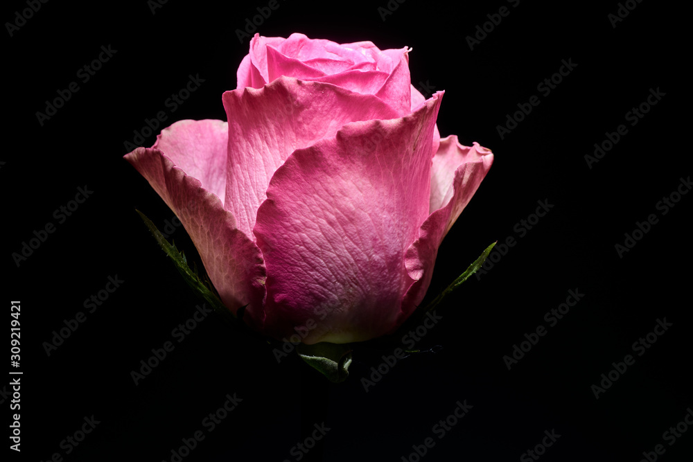 colored roses on a black background