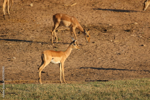 Impalas on the Okavango Delta