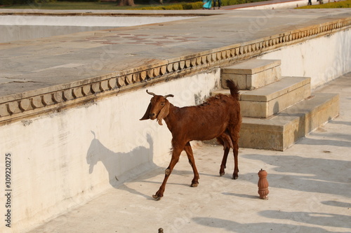 Brown goat in the territory of the ancient fort Amber  Jaipur  India