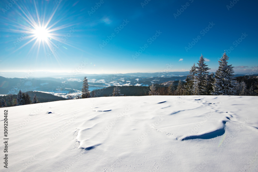 Fascinating sunny landscape of a winter forest