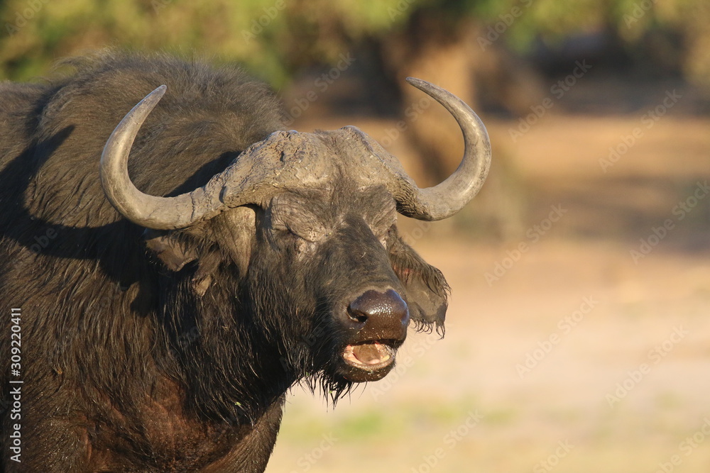 Fototapeta premium African Buffalo