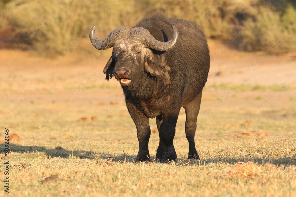 African Buffalo African Buffalo