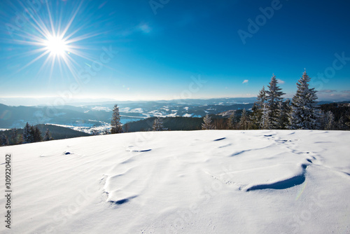 Fascinating sunny landscape of a winter forest