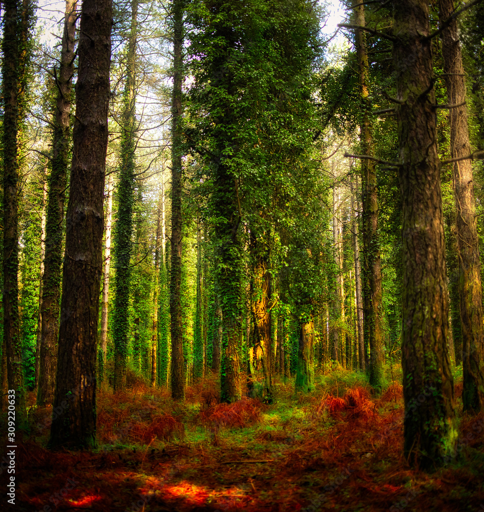 Fototapeta premium The magical forest of the Aspromonte National Park.