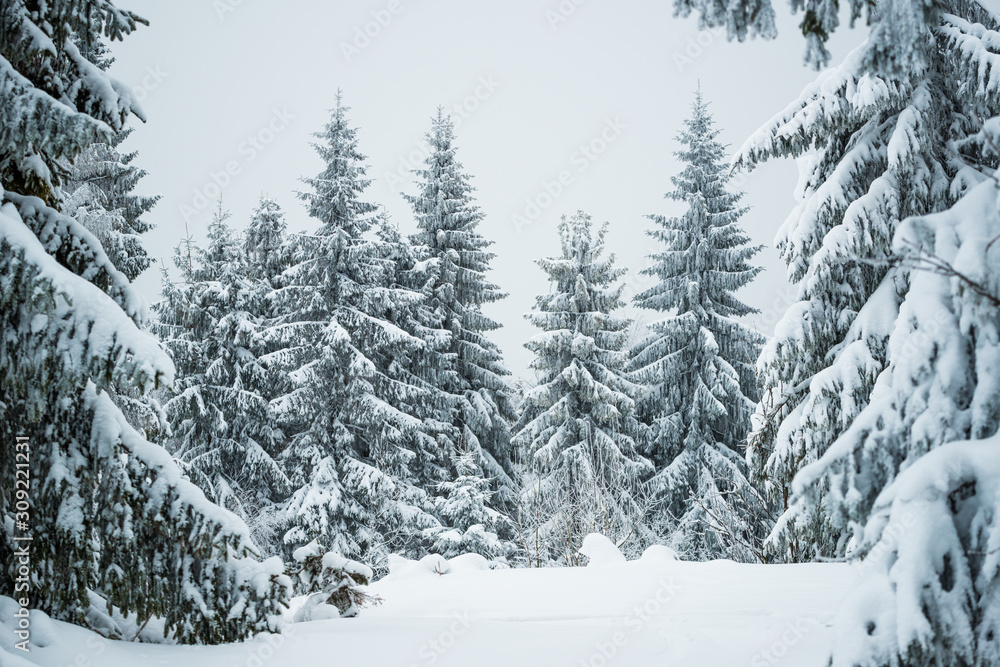 Harsh winter landscape beautiful snowy fir trees Harsh winter landscape beautiful snowy fir trees