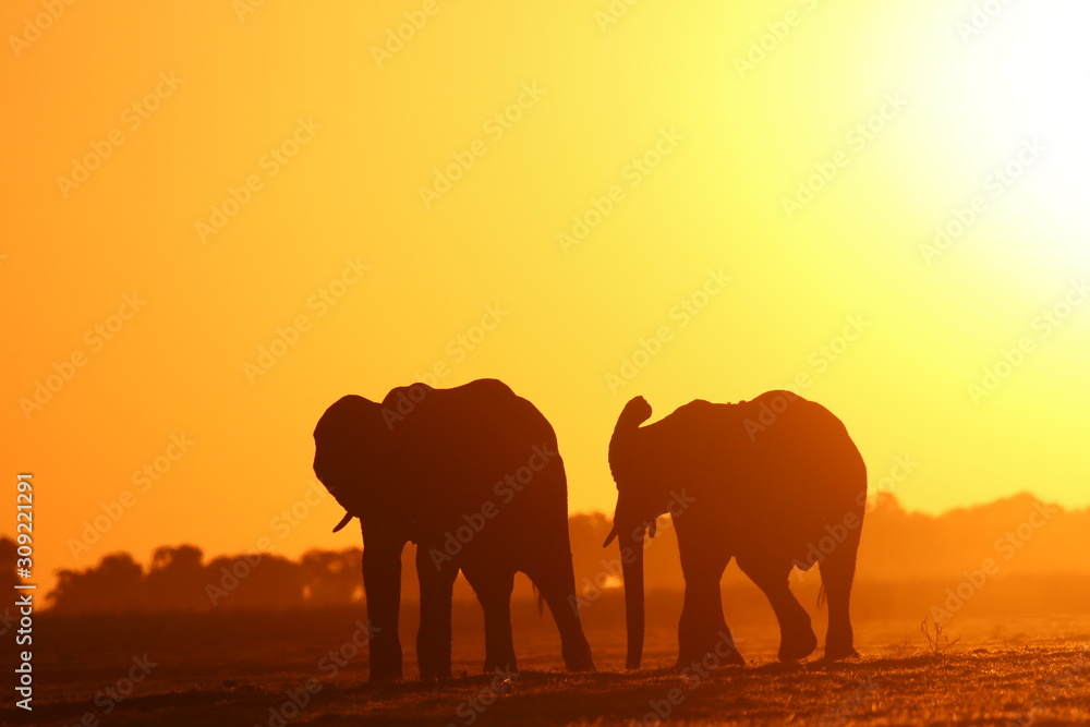 Fototapeta premium Elepahnt in the Afican sunset