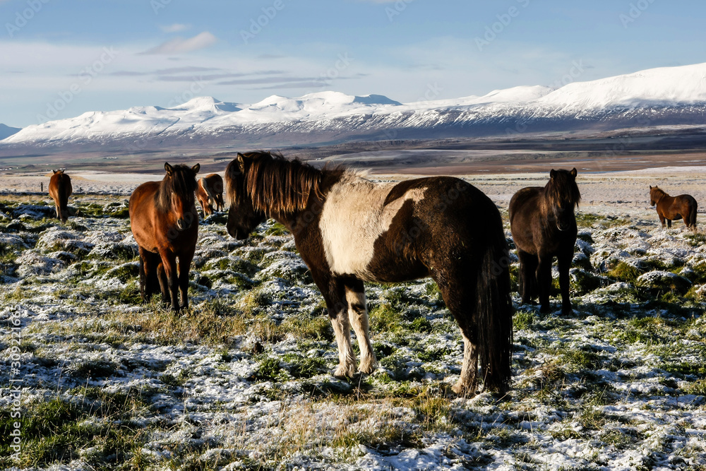 Troupeau de chevaux islandais en liberté dans la neige en Islande Troupeau de chevaux islandais en liberté dans la neige en Islande