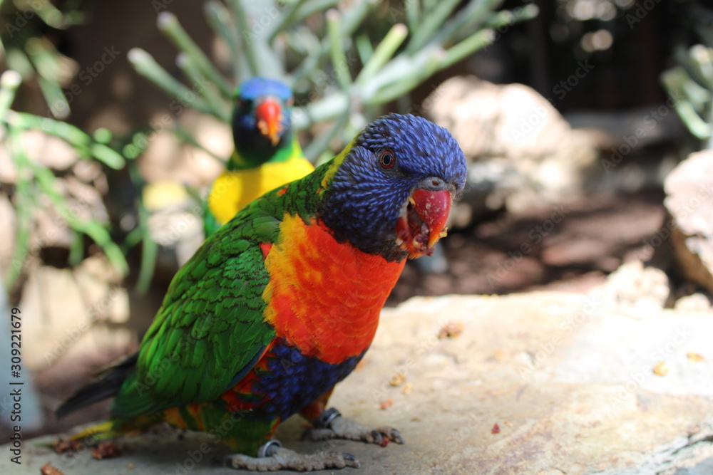 Colourful birds 