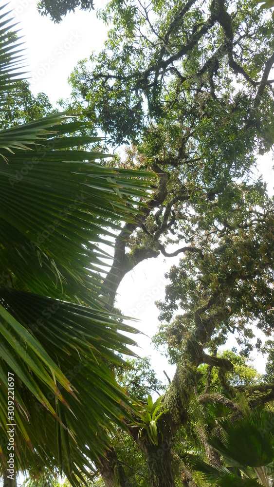Fototapeta premium green tree in forest
