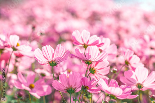 Pink Cosmos flowers or Mexican Aster are blossoming in the field