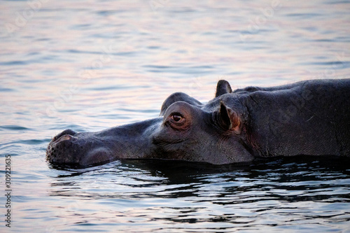 Hippo in Zambesi river, Victoria Falls, Zimbabwe