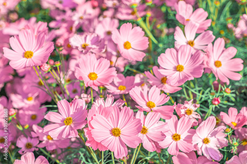 Fototapeta Naklejka Na Ścianę i Meble -  Pink Cosmos flowers or Mexican Aster are blossoming in the field