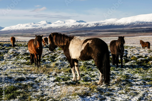 Troupeau de chevaux islandais en liberté dans la neige en Islande