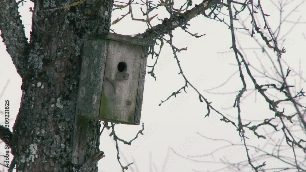 homemade wooden birdhouse on the trunk of a spruce tree. care for wild birds in the forests. fog in the forest homemade wooden birdhouse on the trunk of a spruce tree. care for wild birds in the forests. fog in the forest