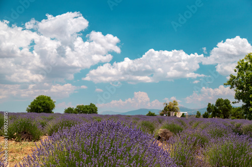 lavender fields in Isparta  Turkey. Beautiful blue sky with clouds