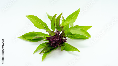 Basil leaves and basil flowers on white background.