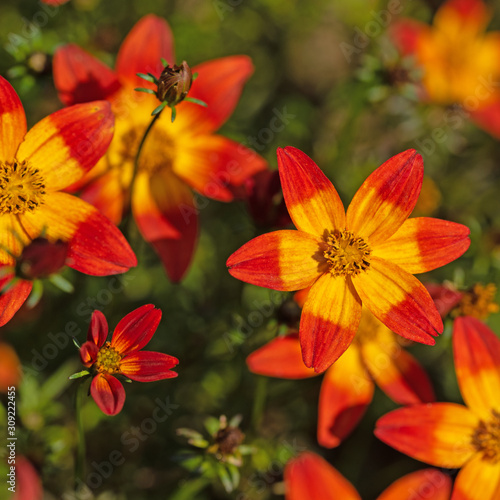 Blühender Zweizahn, Bidens, orange Blüten