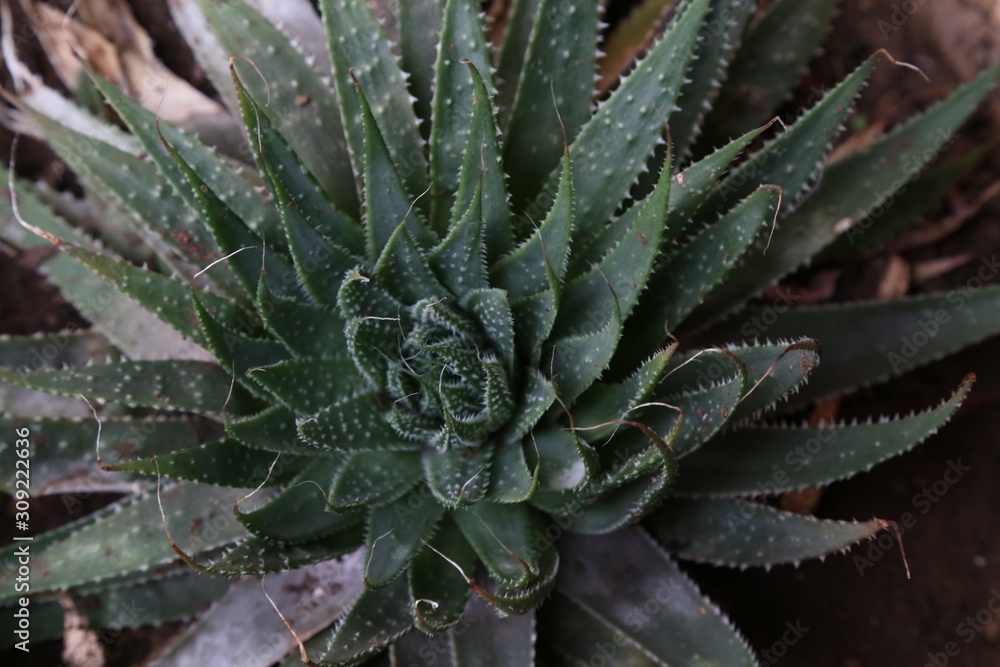 planta planta