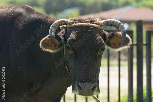 A cow grazing in Mtskheta