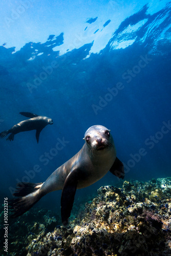California Sea Lion or Zalophus californianus.  Young pups swimming and playing.  Photographed at the Sea Lion rookery on Santa Barbara Island of the Channel Islands, CA.