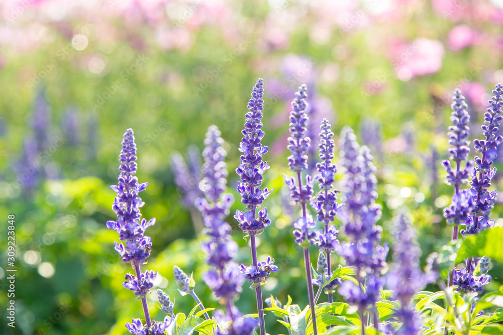 Naklejka premium Selective focus on lavender flower in flower garden, Purple flower in spring meadow