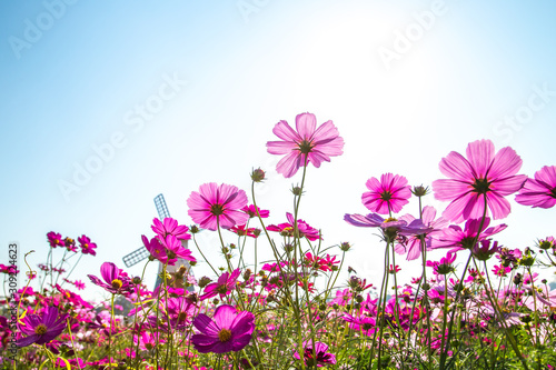 Colorful Cosmos Flower Garden Blooming in Spring Season on blue sky