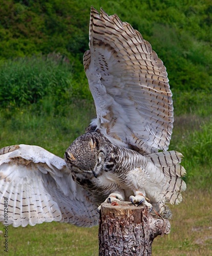 great horned owl photo