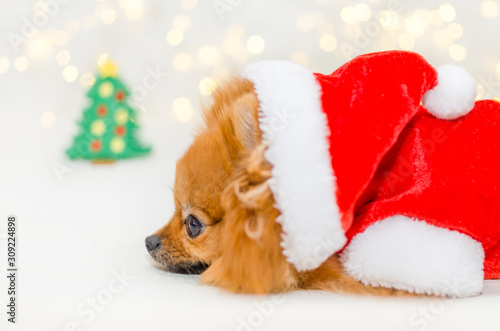 small pomeranian in santa costume on christmas bokeh background