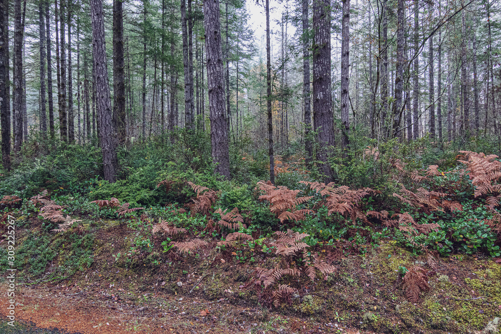 golden ferns and evergreen shrubs along forest path golden ferns and evergreen shrubs along forest path