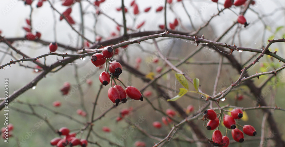 long banner of hawthorn, dewy autumn red fruits, natural wallpaper long banner of hawthorn, dewy autumn red fruits, natural wallpaper