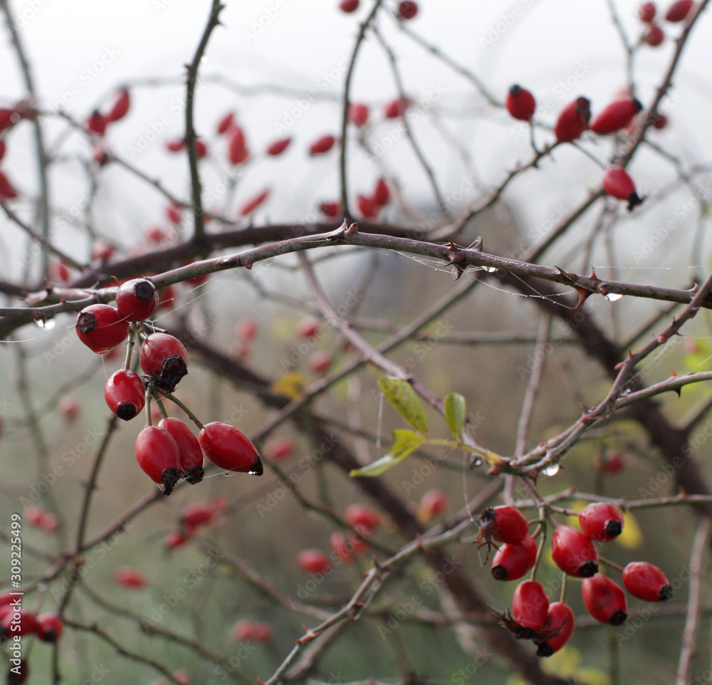 closeup of dewy hawthorn autumn fruits over blurry mist background closeup of dewy hawthorn autumn fruits over blurry mist background