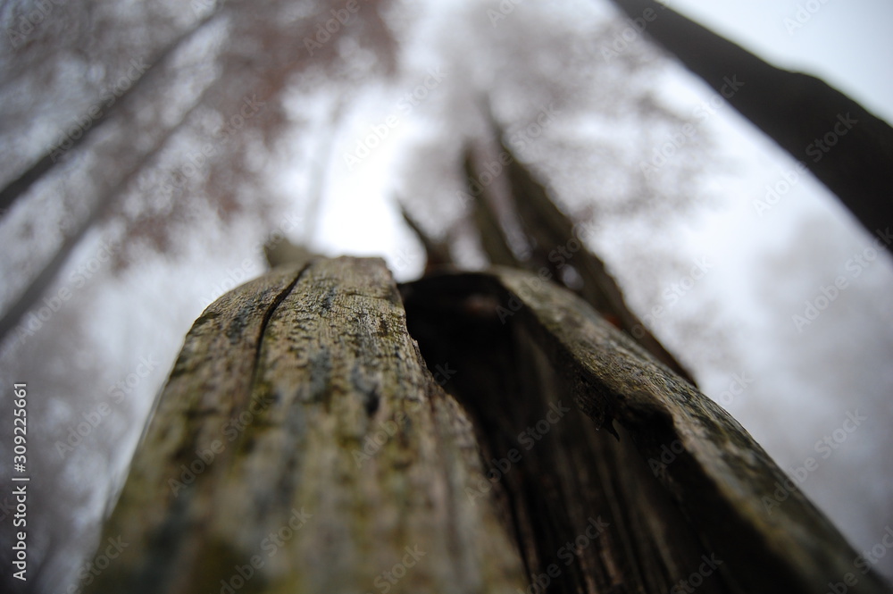 bark of a tree bark of a tree