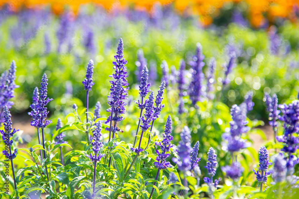 Fototapeta premium Purple flower in spring meadow - soft and selective focus on purple flowers