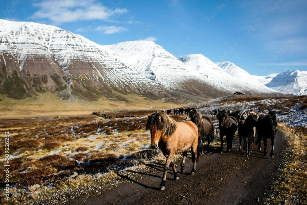 Troupeau de chevaux islandais en liberté sur une piste en Islande
