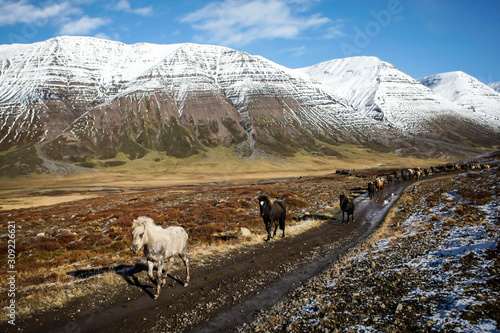 Troupeau de chevaux islandais en liberté sur une piste en Islande