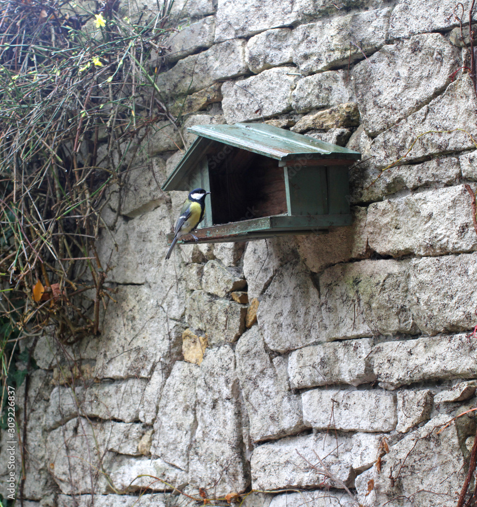 great tit in birdhouse in backyard over stone wall background great tit in birdhouse in backyard over stone wall background