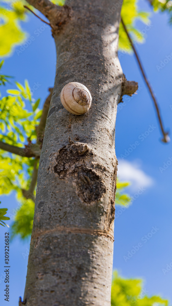 Obraz premium Small white snail is climbing to top of tree trunk