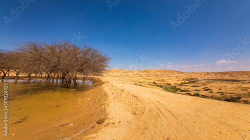 Fototapeta Naklejka Na Ścianę i Meble -  Bare trees in the water and hills in far background in the desert