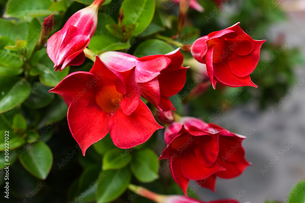 Red flowers with starry shape