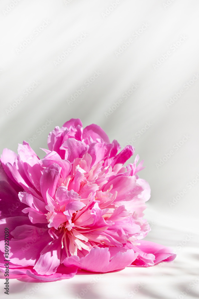 Fototapeta premium Flower. Pink peony on a light gray background. Light and shadow on the background. Background for congratulation, banner, lettering