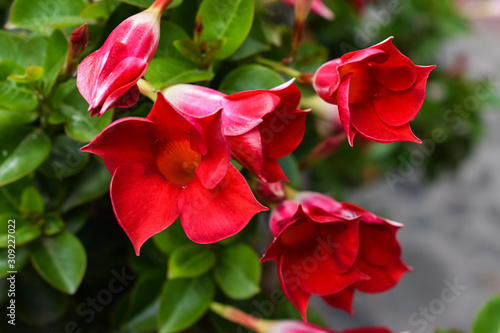 Red flowers with starry shape