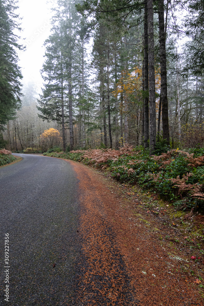 autumn forest in fog with golden autumn ferns autumn forest in fog with golden autumn ferns