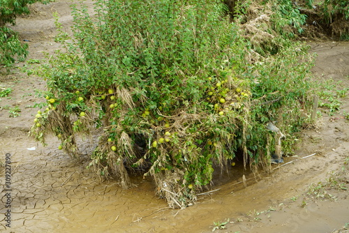 Flood damage caused by typhoon 19 