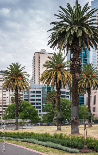Melbourne, Australia - November 16, 2009: Green palm trees in park among high rise buildings under cloudscape.