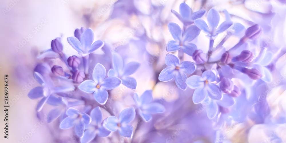 Beautiful delicate spring border of lilac flowers. Selective soft focus. - obrazy, fototapety, plakaty 