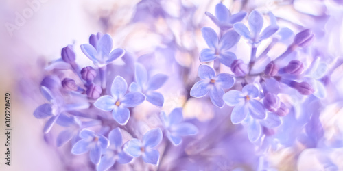 Beautiful delicate spring border of lilac flowers. Selective soft focus.