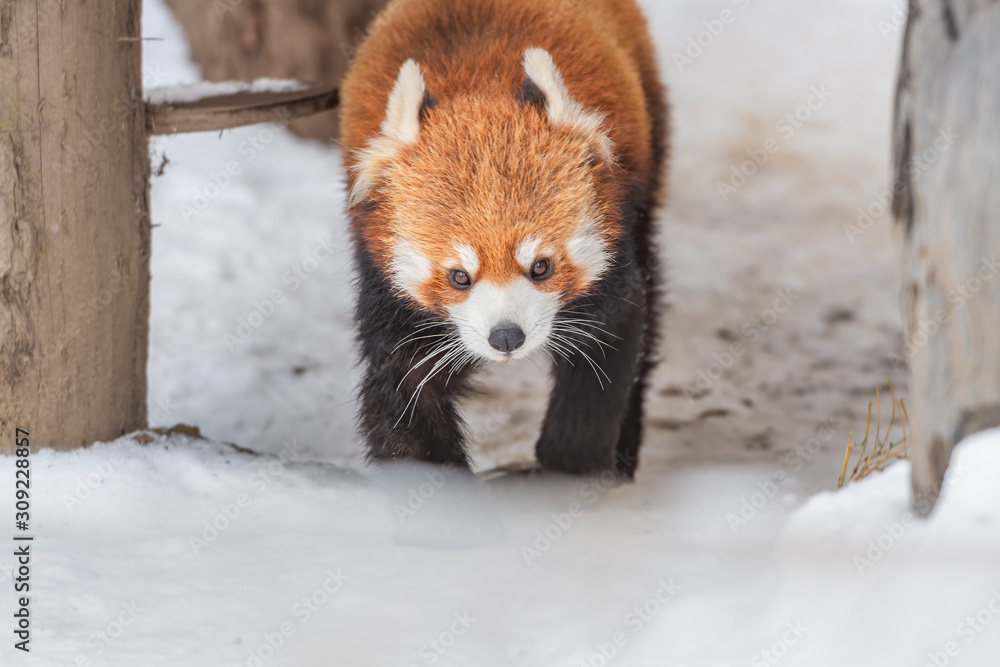 Obraz premium 冬の動物園のレッサーパンダ / 北海道旭川市