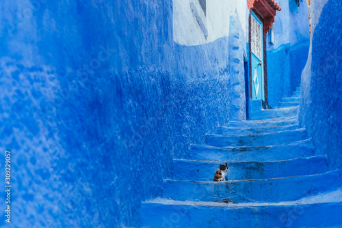 cub cat on a staircase in Chefchaouen © luisapuccini