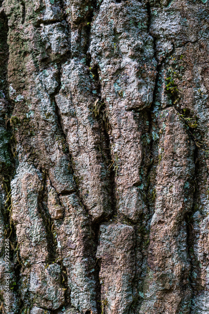 Obraz premium Tree texture 2