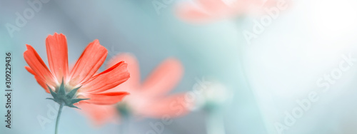 Delicate floral spring or summer border. Beautiful cosmos flowers on a blurred natural background. Soft selective focus. photo